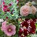 Stauden - Paket mit 10 Pflanzen Stockrosen / Malven ( Alcea )