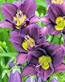 Amazon / Hirts: Daylily: Little Grapette Daylily - Hemerocallis - Stunning - Potted