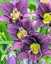 Little Grapette Daylily - Hemerocallis - Stunning - Potted