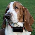 Pet Friendly & Humane Bark Buster Training Collar