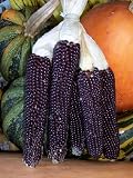 100 Popcorn Seeds "Shamans Blue" Very Unique, Kids love IT