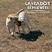 Labrador Retrievers 2009 Wall Calendar 12 X 12