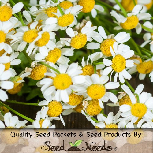 250 Seeds, OG Feverfew Herb (Tanacetum parthenium) Seeds By Seed Needs