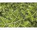 Photographic Prints of MAB-600 Japanese Fir - Pine needles / leaves from Ardea Wildlife Pets