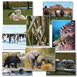 Jumbo Language Cards - Animals