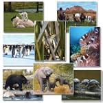 Jumbo Language Cards - Animals