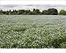 Photographic Prints of Field of mature linseed from Ardea Wildlife Pets