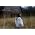 Thumbnail image of Vanessa Carlton