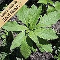 200 Seeds, Epazote Herb (Chenopodium ambrosioides) Seeds by Seed Needs