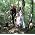 Thumbnail image of Shapeshifter