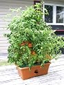 Garden Patch Grow Box Green