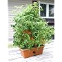 Garden Patch Grow Box Green
