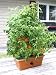 Garden Patch Grow Box Green