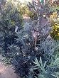 Podocarpus Icee Blue Five Gallon Plant