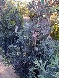 Podocarpus Icee Blue Five Gallon Plant