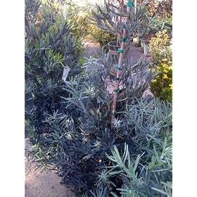 Podocarpus Icee Blue Five Gallon Plant by 