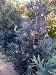 Podocarpus Icee Blue Five Gallon Plant