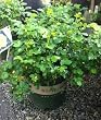 Yellow Flower Carpet Rose Two Gallon