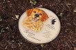 Golden Retriever garden stone/wall decor