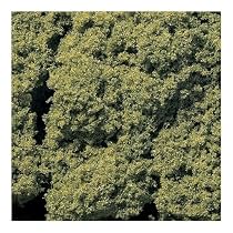 Foliage Clusters, Light Green