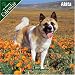 Akita 2007 Wall Calendar