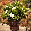 Fragrant Gardenia - Beautiful Blooming Live Plant Gift - Ships Express 2nd Day!