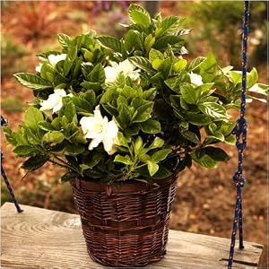 2 - Hawaiian Peacock Jasmine Plants