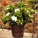 Fragrant Gardenia - Beautiful Blooming Live Plant Gift - Ships Express 2nd Day!