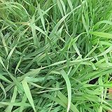 [タネ ]エン麦：無処理・犬猫用1kg（ペット用の種） 2個セット