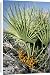 Canvas Prints of JLMO-2806 Dwarf Fan Palm - in fruit from Ardea Wildlife Pets
