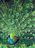 3D Lenticular POSTCARD-PEACOCK