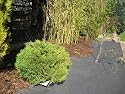 Unkrautvlies / Mulchvlies, besonders stark, 1,5x25m