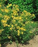 St. John's Wort Seeds - Hypericum Perforatum - .05 Grams - Approx 400 Gardening Seeds - Herb Garden Seed