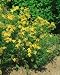 St. John\'s Wort Seeds - Hypericum Perforatum - .05 Grams - Approx 400 Gardening Seeds - Herb Garden Seed