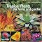 Tropical Landscape Design, Architecture, and Horticuture