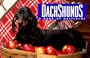 Dachshunds: A Book of Postcards