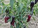 Eine lila-farbenen Jalapeno-Sorte - feuerige Sch&auml;rfe - purple Jalapeno - 10 Samen