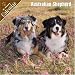 Australian Shepherd 2008 Wall Calendar