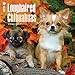 Longhaired Chihuahuas 2015 Wall Calendar