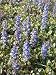 Ajuga reptans - Kriechender Günsel, 6 Pflanzen