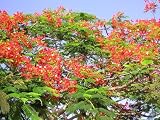 Royal Poinciana Flame Tree Delonix regia Plant Tropical Seedling by Angel's Garden of Eden Best Prices