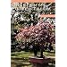 Dwarfed Potted Trees: The Bonsai of Japan (Plants and Gardens, Vol. 9, No. 3)
