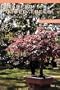 Brooklyn Botanic Garden Record: "Plants & Gardens"; Dwarfed Potted Trees: The Bonsai of Japan. Vol. 9, No. 3)