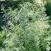 200 Seeds, Dill Herb (Anethum graveolens) Seeds By Seed Needs 200 Seeds, Dill Herb (Anethum graveolens) Seeds By Seed Needs