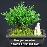 Baby Bamboo Bonsai - Great House Plant - Great Gift!