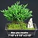 Baby Bamboo Bonsai - Great House Plant - Great Gift!