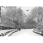 Winter Wings (Holiday Boxed Cards) by  Galison/Mudpuppy