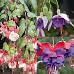 Fuchsia Collection - 9 plantes