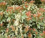 Review Longacres  / Pieris Little Heath 5L
