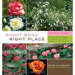 Right Rose, Right Place